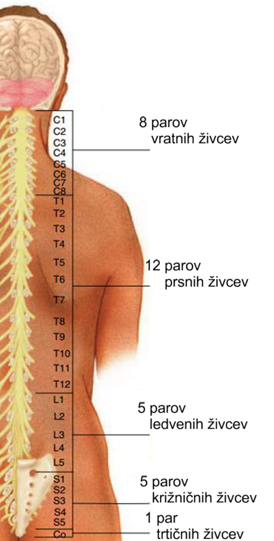 Živčni sistem